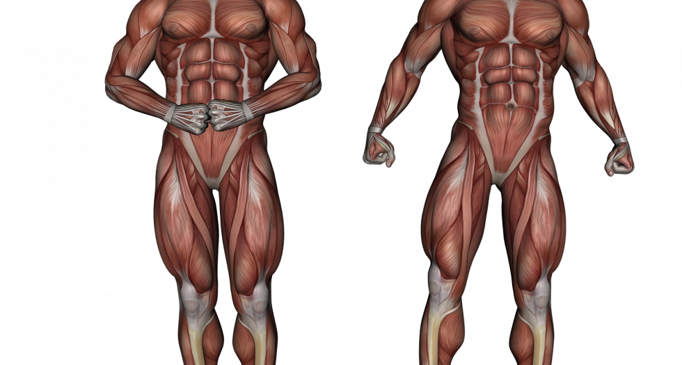 Importance of Anatomical 3D Models in Medical Field