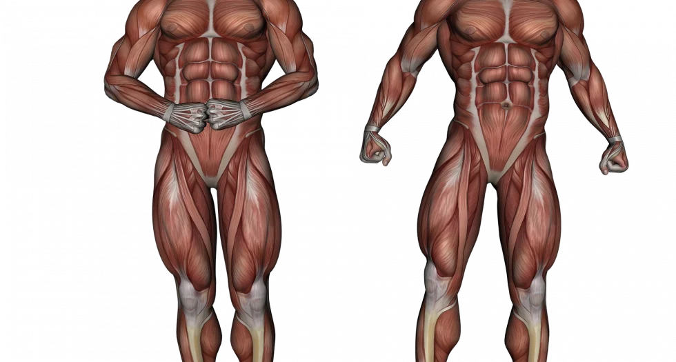 Importance of Anatomical 3D Models in Medical Field
